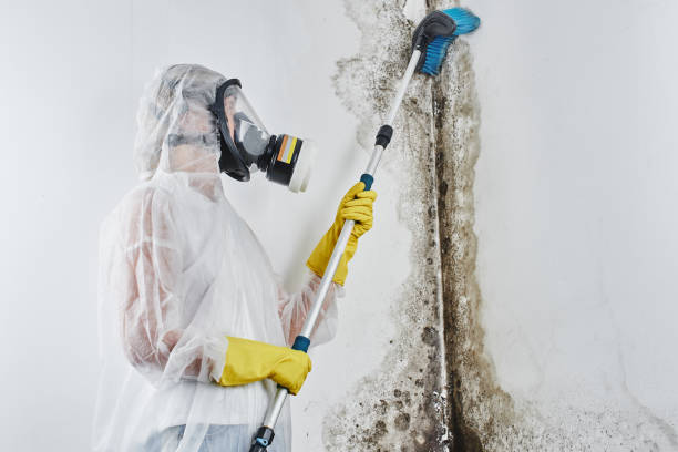 Best Post-Flood Mold Remediation in Bal Harbour, FL